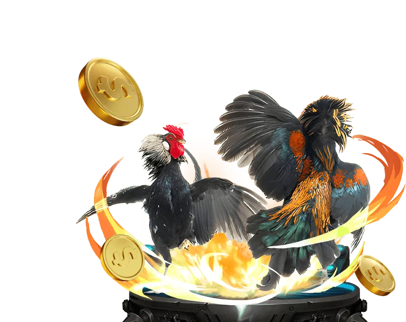 Các loại kèo cược đá gà Gà Cam 67